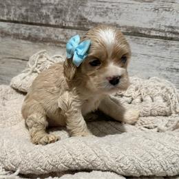 Isla - Buff and white female Cocker Spaniel puppy in West Plains, Missouri from Ozark Haven Farm