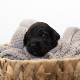Red Collar - Black male Goldendoodle puppy in Sappington, Missouri from Doodle Me This Goldendoodles