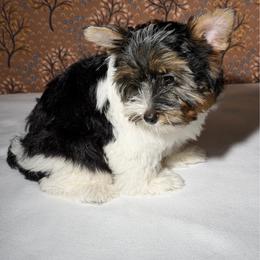 Remi  2475 AKC - Black tan and white male Biewer Terrier puppy in Douglas, Georgia from Heartland small breeds