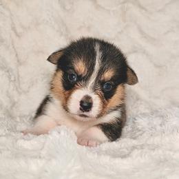 Salem - Black and tan male Pembroke Welsh Corgi puppy in Northwood, Iowa from Sorrel Sands Corgis