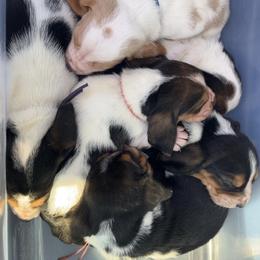 Basset Hound, Boykin Spaniel, English Cocker Spaniel, and Labrador Retriever Puppies from PARK’s Family Farm