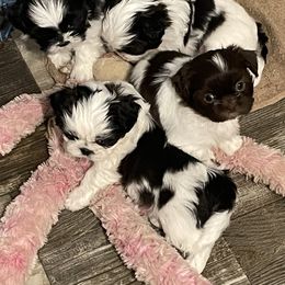 Shih Tzu Puppies from Sweet on Tzu