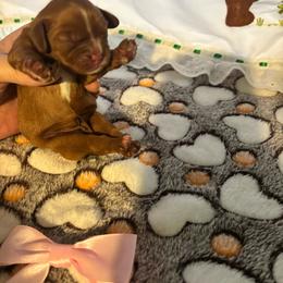 Girl 1 - Ruby female Cavalier King Charles Spaniel puppy in Green Bay, Wisconsin from Family first cavaliers