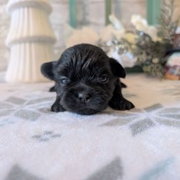All black female - Black female Shih Tzu puppy in Poultney, Vermont from Morgan's Shih Tzus