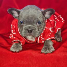 Navy - Blue male French Bulldog puppy in Maplewood, New Jersey from Poos&Bulls Keepsake