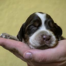 Aloha - Tri-Roan female English Springer Spaniel puppy in Florida from Thunderbird Springers