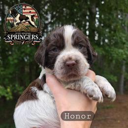 Honor - Liver white and roan male English Springer Spaniel puppy in Ocoee, Tennessee from Ocoee Mountain Springers
