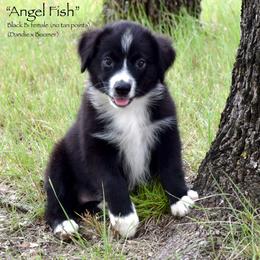 Angel Fish - Black & white female Miniature Australian Shepherd puppy in Evant, Texas from Lazy VT Bar Ranch