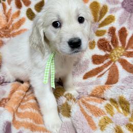 Green boy - Light golden male Golden Retriever puppy in Tylertown, Mississippi from Southern Paws, LLC