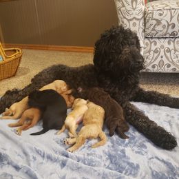Goldendoodle and Golden Retriever Puppies from Milligan Valley