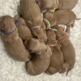 Golden Retriever Puppies from Renko Kennel
