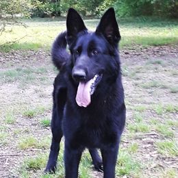 Aria - German Shepherd