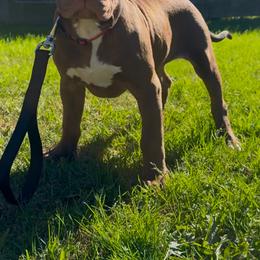 FENDI - Brown female American Bully puppy in Texas from TEXAS BULLY FAMILY