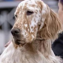 Idgie - English Setter