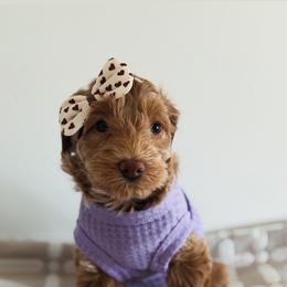 Cinnamon- 4275.00 - Apricot female Goldendoodle puppy in Redmond, Oregon from Bourbon and Lace Doodles