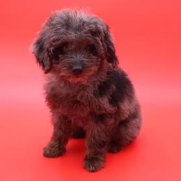 Rebel Wilson - Blue merle female Aussiedoodle puppy in Payson, Utah from Country Sky Doodles