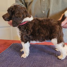 Poodle Puppies from Chapel Hill Poodles