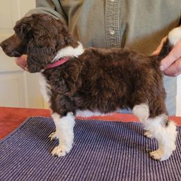 Poodle Puppies from Chapel Hill Poodles