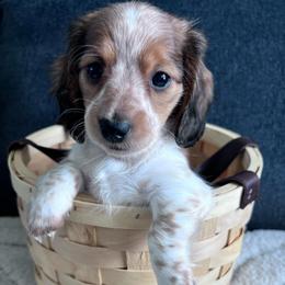 Bernice - Piebald female Dachshund puppy in Ocala, Florida from Weenie Boops