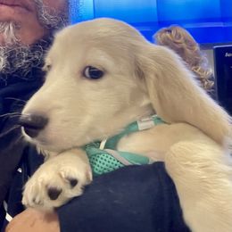 Dachshund Puppies from Island Farms Mimi’s Dachshunds Florida