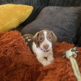 Tony - Piebald male Dachshund puppy in Meridian, Id 83646 3658, Idaho from Boise Best Mini Dachshunds