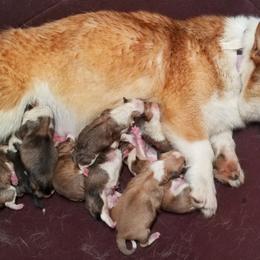 Pembroke Welsh Corgi Puppies from Whetstone Creek Corgis