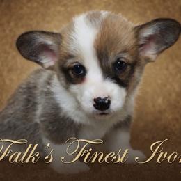 Falk's Finest Ivory - Sable female Pembroke Welsh Corgi puppy in Marinette, Wisconsin from Falk's Finest Corgis