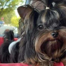 Kingston - Yorkshire Terrier