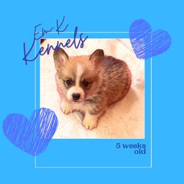 Brown Collar - Red male Pembroke Welsh Corgi puppy in Abingdon, Virginia from Em-K Kennels