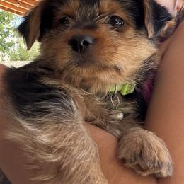 Rocky - Black and tan male Yorkshire Terrier puppy in Bakersfield, California from Yorkie To My Heart