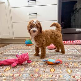 Donut - Red male Cavapoo puppy in Beresford, South Dakota from DAKOTA DOOD RANCH