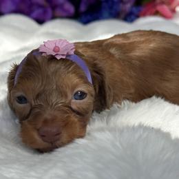 Hazel- long coat -Silky - Red female Dachshund puppy in Lakeland, Florida from Elite Doxies Florida