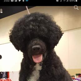 Portuguese Water Dog Puppies from Allegiance Portuguese Water Dogs