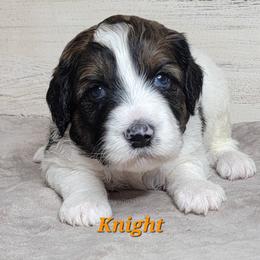 Knight (Orange Collar) - Parti male Goldendoodle puppy in Scurry, Texas from 07 Seven Oaks Goldens and Doodles