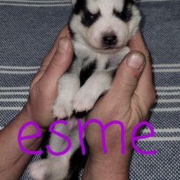 Pomsky Puppies from Paw-lenty of Pomskies