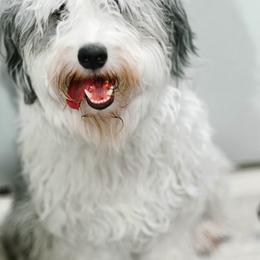 Nova - Aussiedoodle