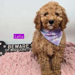 Celia - Red  female Goldendoodle puppy in Neillsville, Wisconsin from Granton Creek