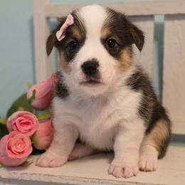 Nana - White and red female Pembroke Welsh Corgi puppy in Austin, Texas from Cutest Corgi's of Austin