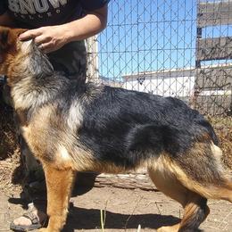 German Shepherds from Invelvet Kennels
