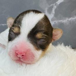 Raya - Parti female Yorkshire Terrier puppy in Mankato, Minnesota from Tiny and Treasured