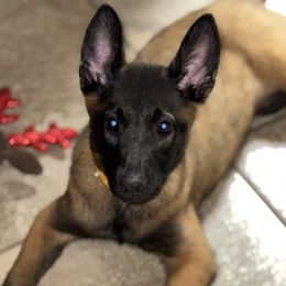 Talla - Fawn sable female Belgian Malinois puppy in Saint Amant, Louisiana from Mercy Kennels