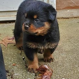 Rottweiler Puppies from Vom Haus Curbeam Rottweiler Kennel, LLC