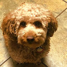 Jiji - Goldendoodle