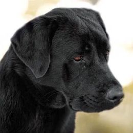 Labrador Retrievers from Sandra Wolfe's Labrador Retreivers
