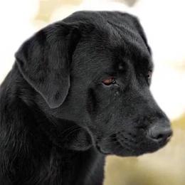 Labrador Retrievers from Sandra Wolfe's Labrador Retreivers