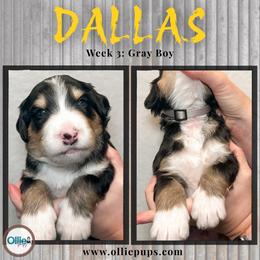 Dallas - Tri-color male Bernedoodle puppy in Boiling Springs, South Carolina from OlliePups, LLC