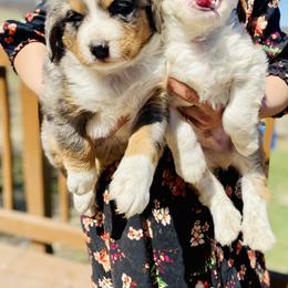 Aussiedoodle and Bernedoodle Puppies from North Mountain Doodles