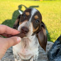 Raccoon - Piebald male Dachshund puppy in Fond Du Lac, Wisconsin from Clucking Homestead Springers & Dachshunds