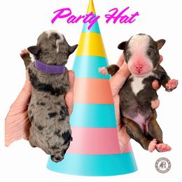 Party Hat - Blue merle female Bernedoodle puppy in Banner Elk, North Carolina from Walnut Tree Bernedoodles