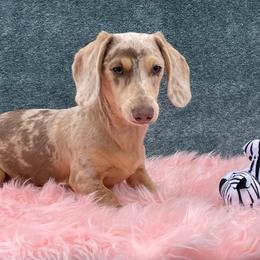 Dachshund Puppies from A&R Dachshund